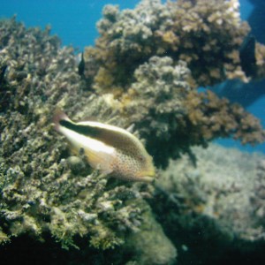 Best of Fiji 2010 Aug.