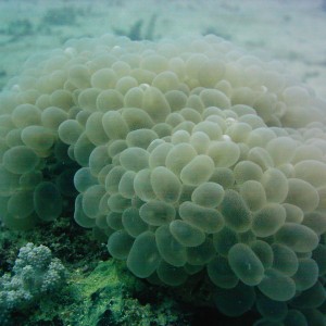 Best of Fiji 2010 Aug.