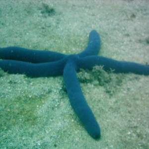 Best of Fiji 2010 Aug.
