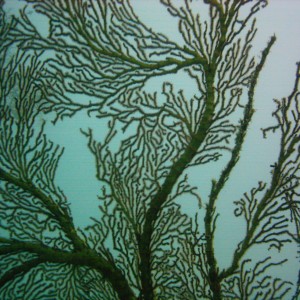 Best of Fiji 2010 Aug.