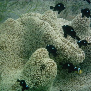 Best of Fiji 2010 Aug.