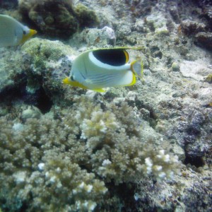 Best of Fiji 2010 Aug.