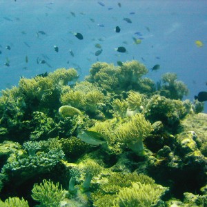 Best of Fiji 2010 Aug.
