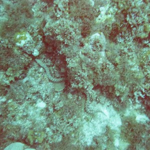 jamaica