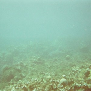jamaica
