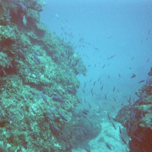 jamaica