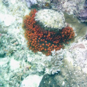 Best of Fiji 2010 Aug.