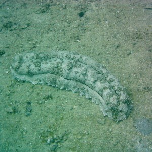 Best of Fiji 2010 Aug.