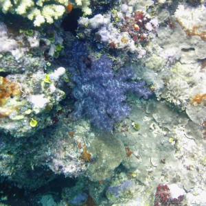 Best of Fiji 2010 Aug.