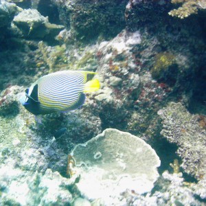 Best of Fiji 2010 Aug.