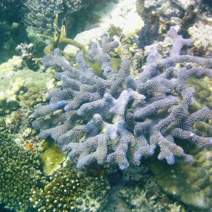 Best of Fiji 2010 Aug.