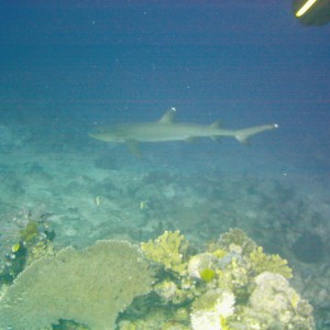 Best of Fiji 2010 Aug.