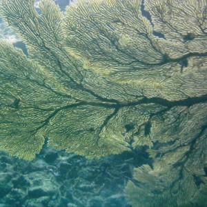 Best of Fiji 2010 Aug.