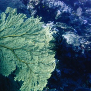 Best of Fiji 2010 Aug.