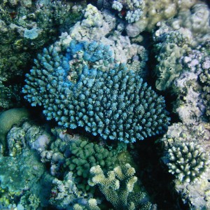 Best of Fiji 2010 Aug.