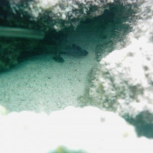 Best of Fiji 2010 Aug.