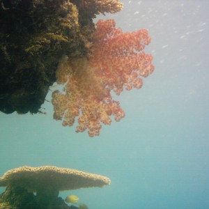 Best of Fiji 2010 Aug.