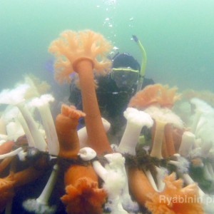 kingof anemones