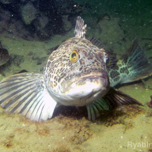 lingcod portrait