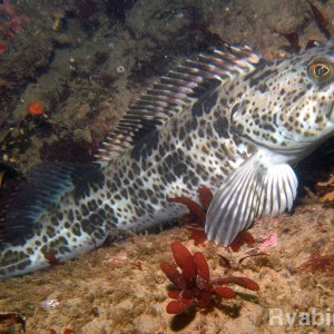 lingcod