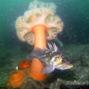 rockfish and anemone