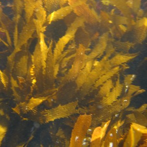 I love the kelp forests in Avalon