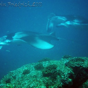 more Mantas..