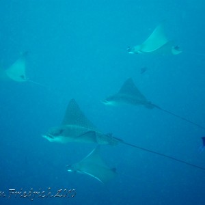 Eagle rays & Mobula