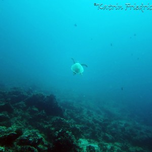 a turtle waving bye-bye..