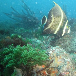 Jupiter - inside reef