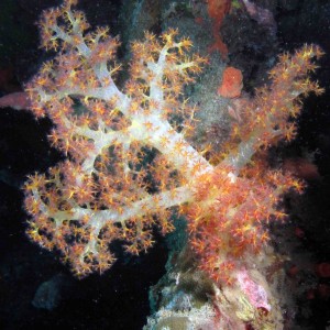 soft coral B3