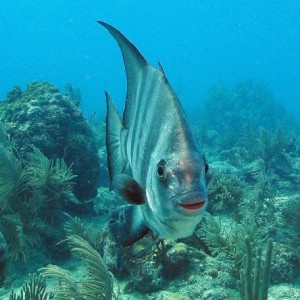 Alantic Spadefish