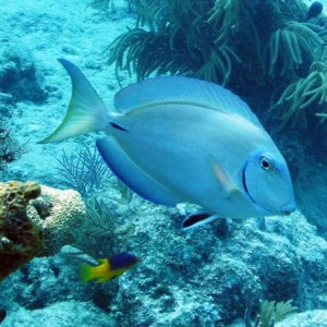 Ocean surgeonfish