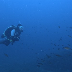 Diver with damsel fish