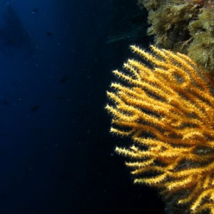 Yellow fan coral