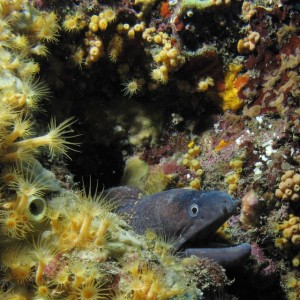 Mediterranean Moray Eel