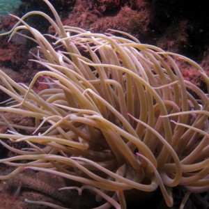 Golden Anemone