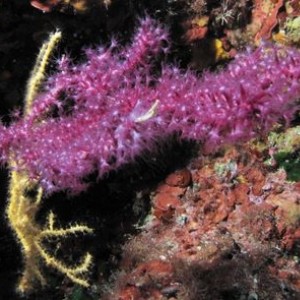 Mediterranean Sea Finger