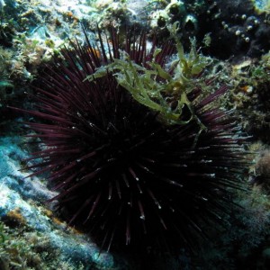 Sea Urchin