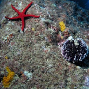 Starfish and Sea Urchin