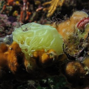 Yellow Clanthrina Sponge