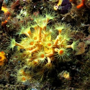 Yellow Encrusting Anemone