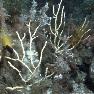 Vervece Marine Zone - Blenny