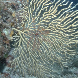 Vervece Marine Zone - Yellow Fan Coral