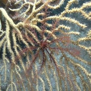 Vervece Marine Zone - Coral and Starfish