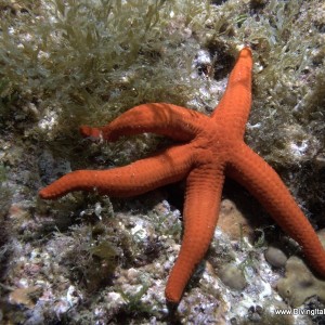 Vervece Marine Zone - Starfish