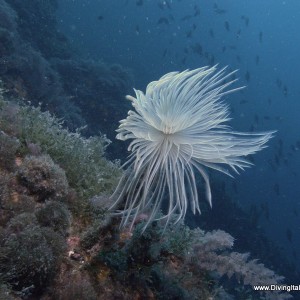 Vervece Marine Zone - Fan Worm