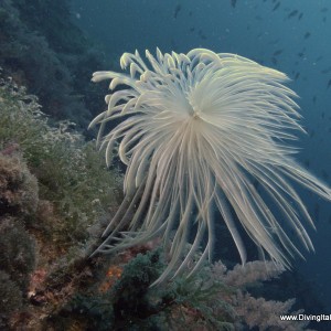 Vervece Marine Zone - Fan Worm