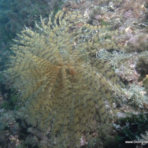 Vervece Marine Zone - Fan Worm