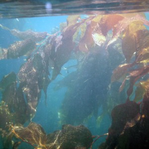 Kelp at the Surface
